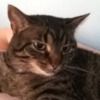 magic_cats